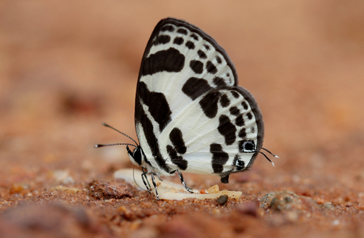 Butterfly park belvai